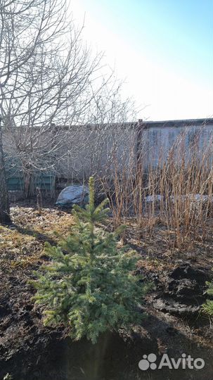 Саженцы ель голубая