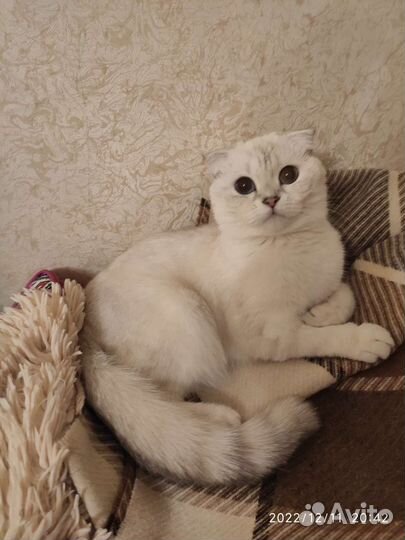 Шотландская