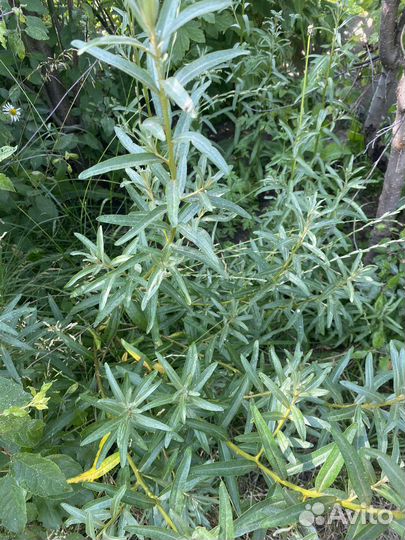 Саженцы облепихи и сливы