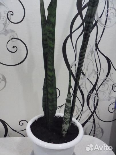 Цветы Алоэ Вера. Сансевиерия. Толстянка. Алоэ Тигр