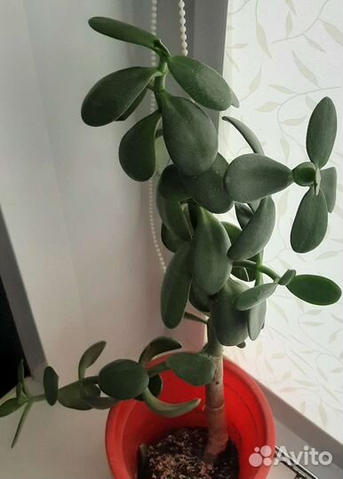 Кактусы,сансевиерия,хавротия,рэо,рипсалис