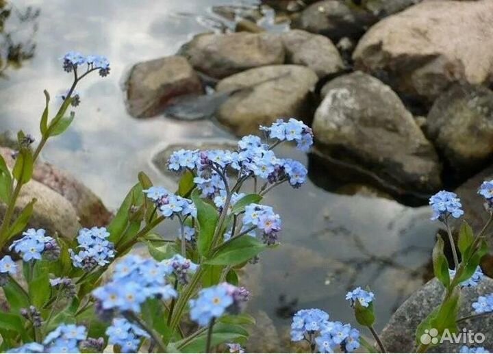 Незабудка болотная для пруда