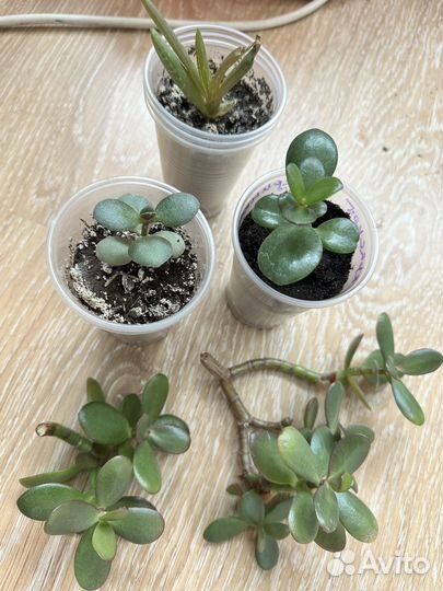 Толстянка, алоэ-вера