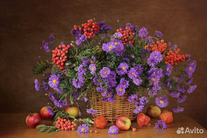 Сентябрин - виргинская Астра - очарование осени