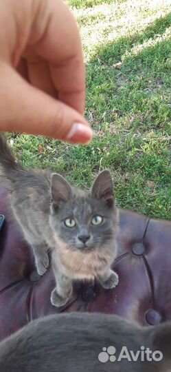 Котята отдам в добрые руки бесплатно