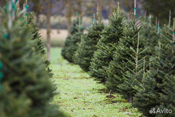 Ель Новогодняя / Сосна живая Оптом