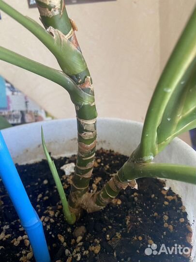 Фил.Розовая принцесса,бегония Черная мамба