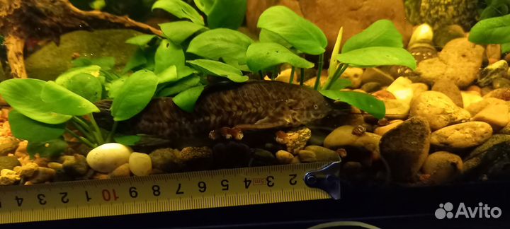 Продам или обменяю аквариумных рыб
