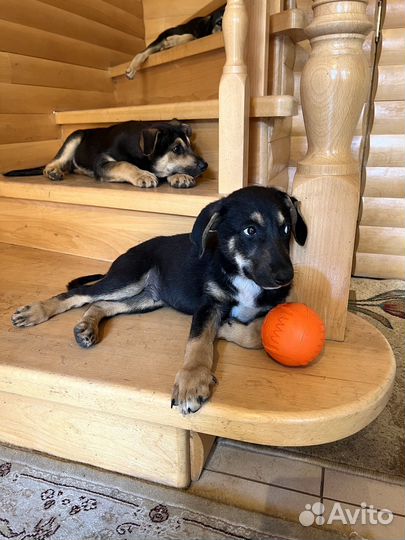 Щенки метисы овчарки в добрые руки