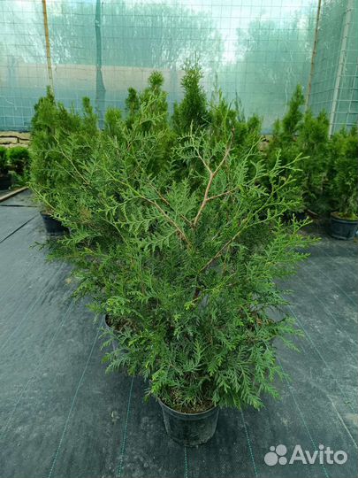 Туя для живой изгороди