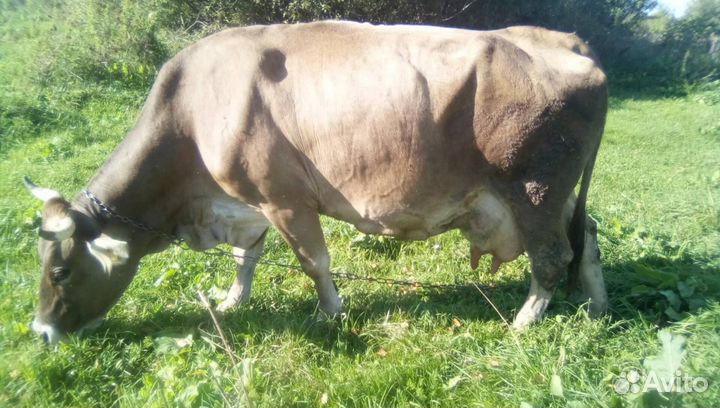 Коровы швицкой породы