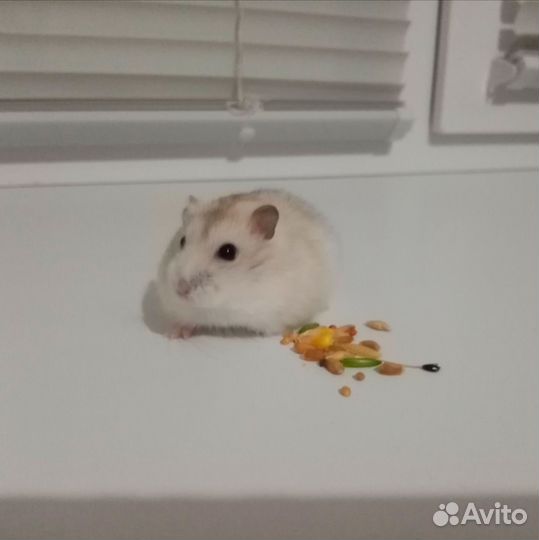 Джунгарский хомяк