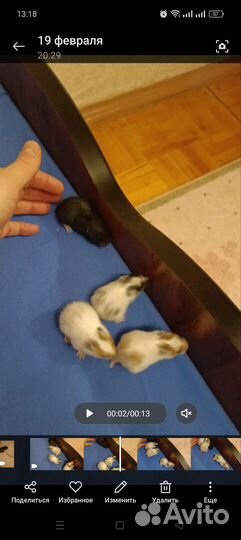 Сирийский хомяк