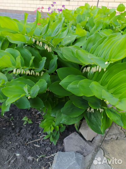 Купена - садовое растение