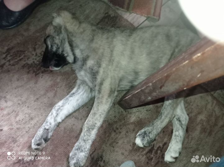 Продам щенка сао девочка