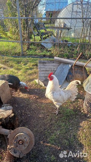 Продаются петухи разных пород