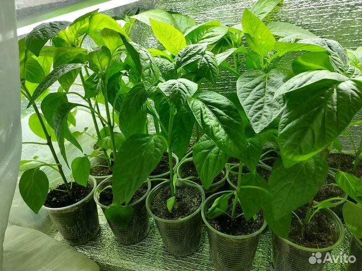 Рассада перца