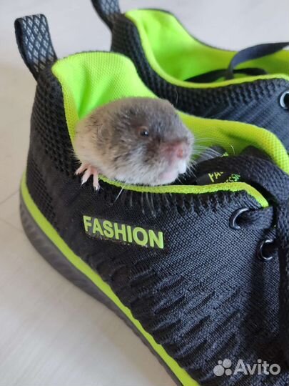 Восточная слепушонка. Грызун. Мини бобрик