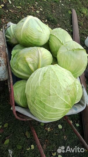 Капуста белокочанная