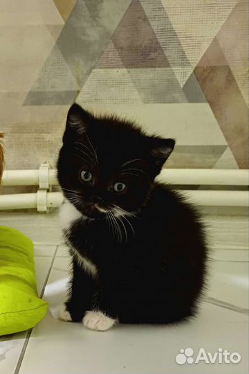 Шотландский котик