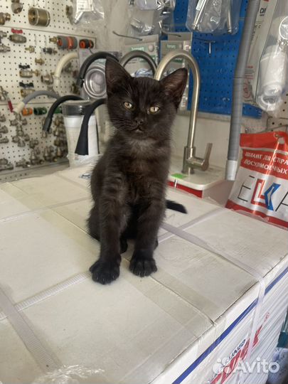 Продам котяток