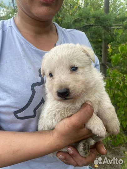 Щенок мальчик очень нуждается в доме
