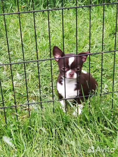 Малыш чихуахуа мальчик