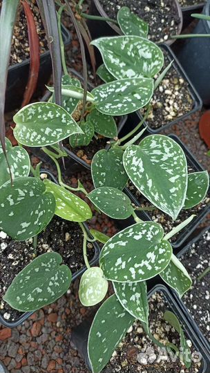 Сциндапсус расписной