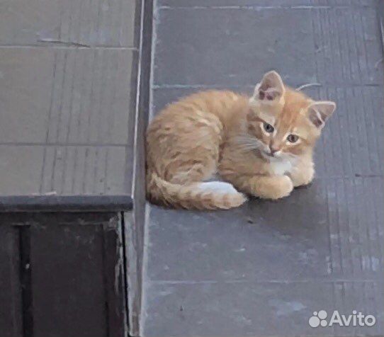 Котик Рыжик