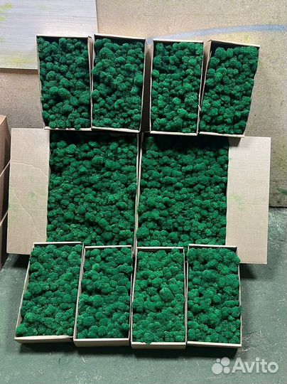 Стабилизированный мох