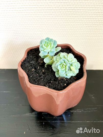 Домашние растения цветы