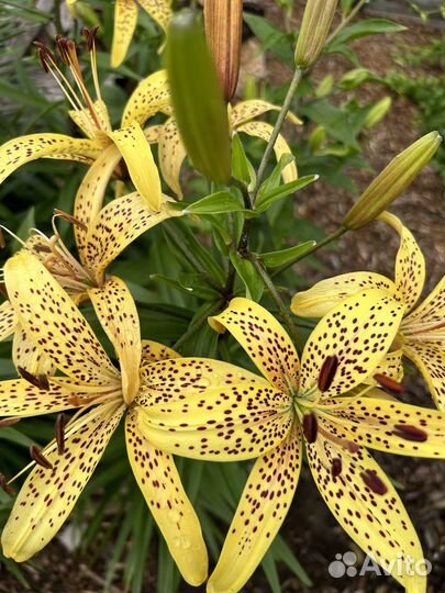 Лилия цвет слоновой кости.луковицы