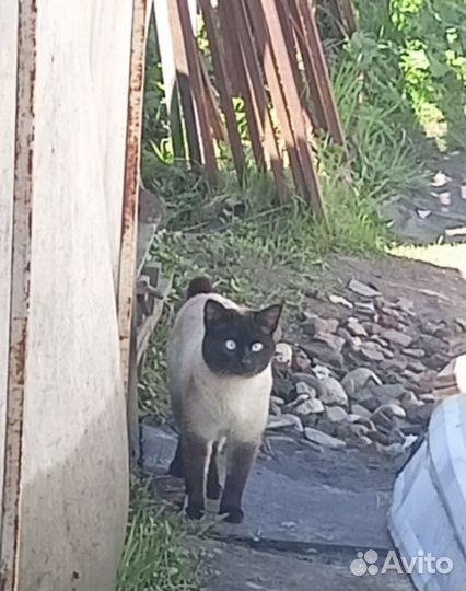 Сиамский кот