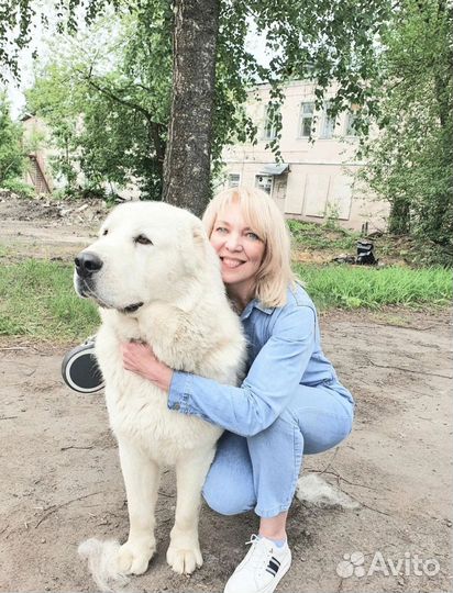 Среднеазиатская овчарка алабай