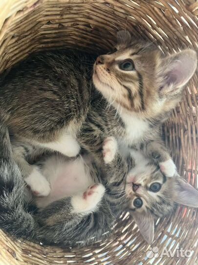 Кошка в дар