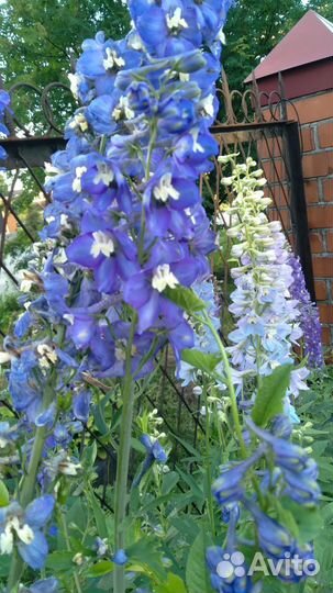 Дельфиниум