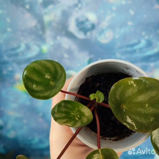 Пеперомия арбузная