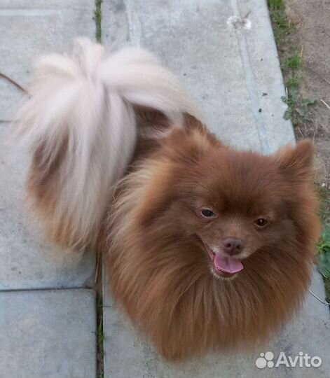 Два кобеля шпицы помы на вязку