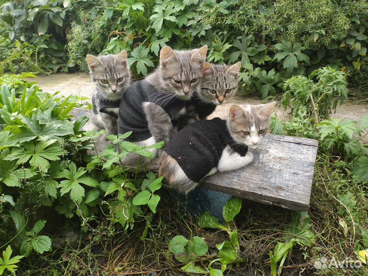 Славные мальчишки