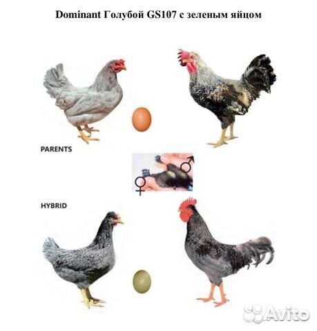 Яйцо лучшей несушки Доминант