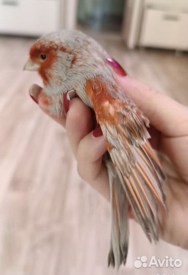 Кенара и канарейки