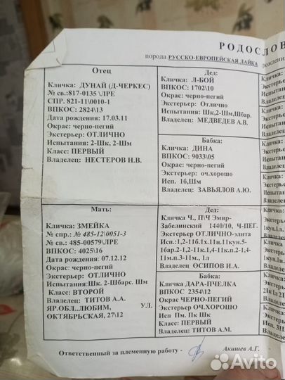 Русско европейская лайка