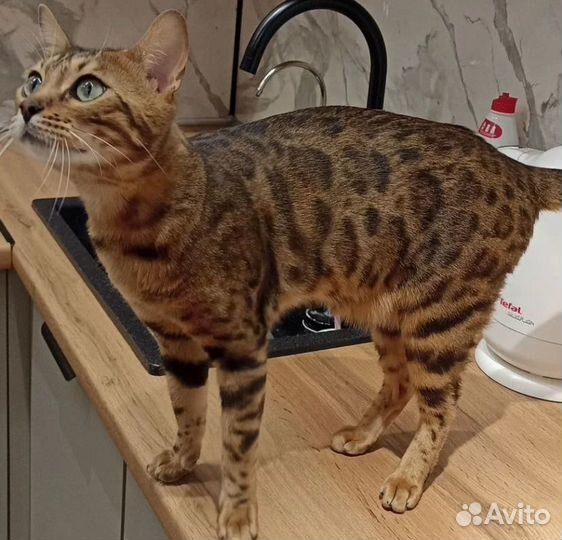 Бенгальский кот