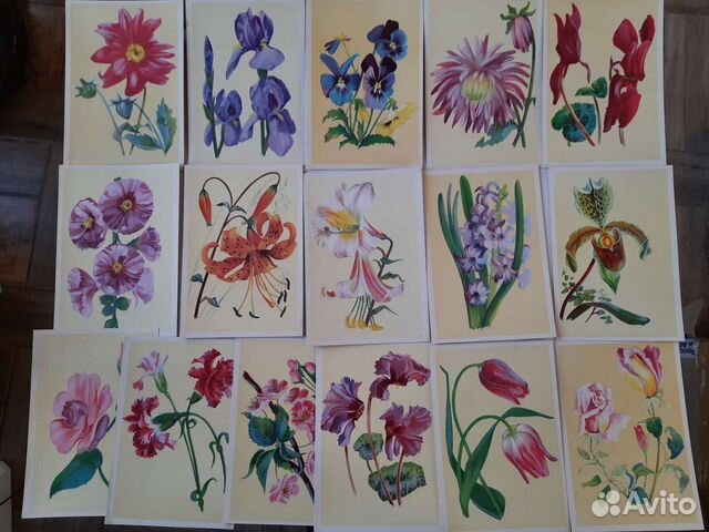 Открытки. Цветы. И. Чарнэцка. 1950-ые гг. Чистые