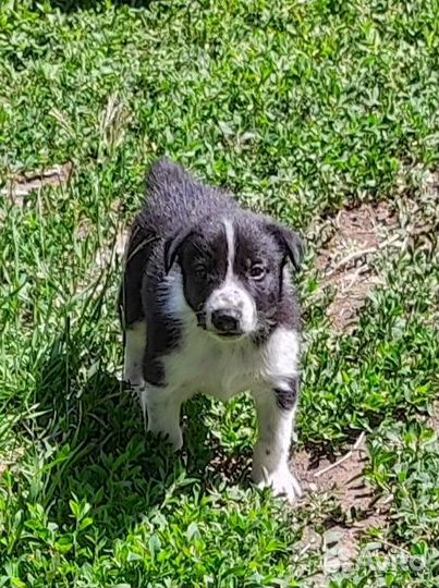 Щенки бесплатно