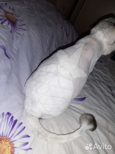 Стрижка котиков и кошечек