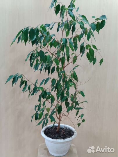 Фикус бенджамина