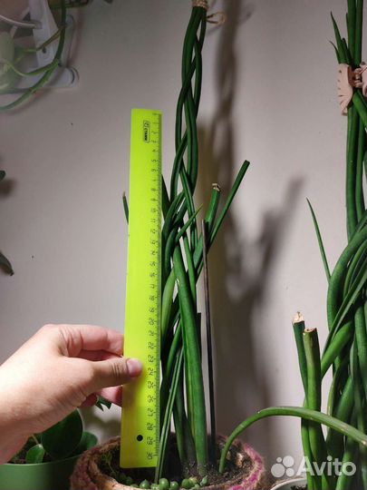 Сансевиерия