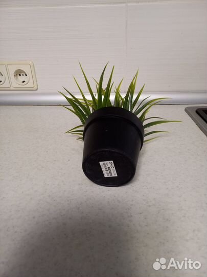 Декоративные цветы в горшках IKEA