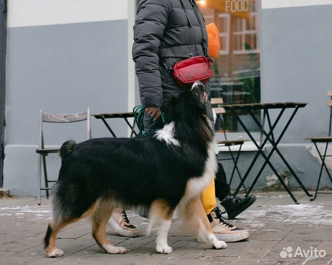 Кинолог. Выездное индивидуальное занятие